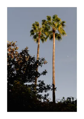 A Pair Of Palms, Sevilla